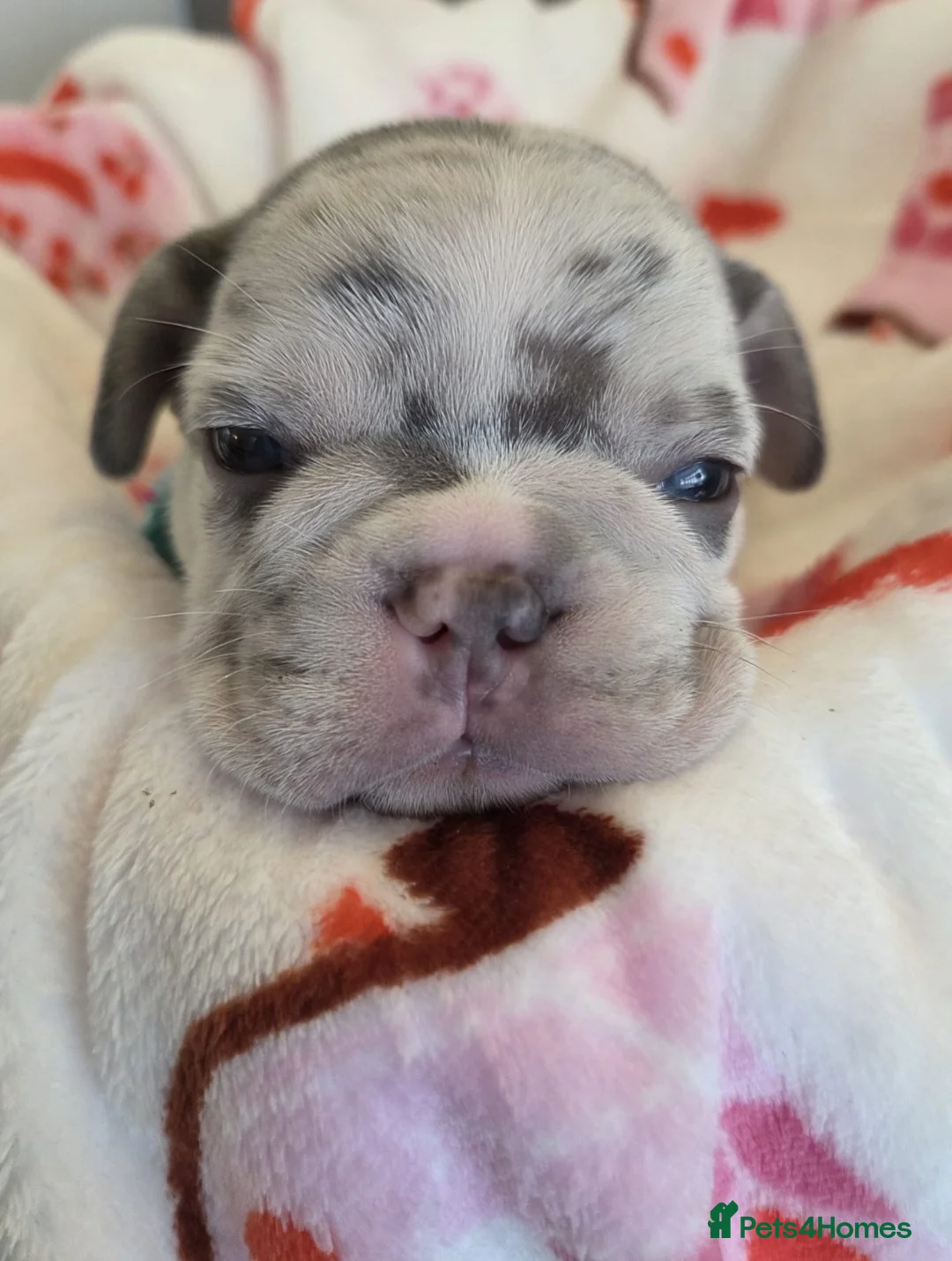 French Bulldog dogs for sale: Beautiful Frenchie puppies - Advert 25