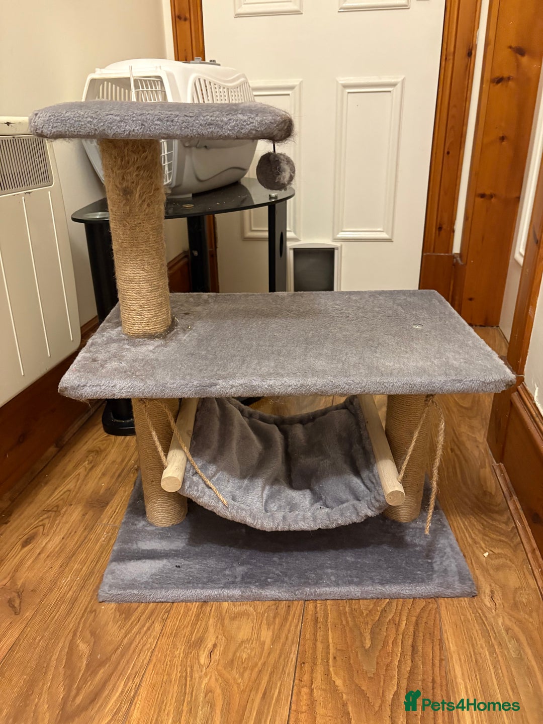 Domestic Shorthair cats for sale: 2 brother cats, 1 year old  - Advert 3