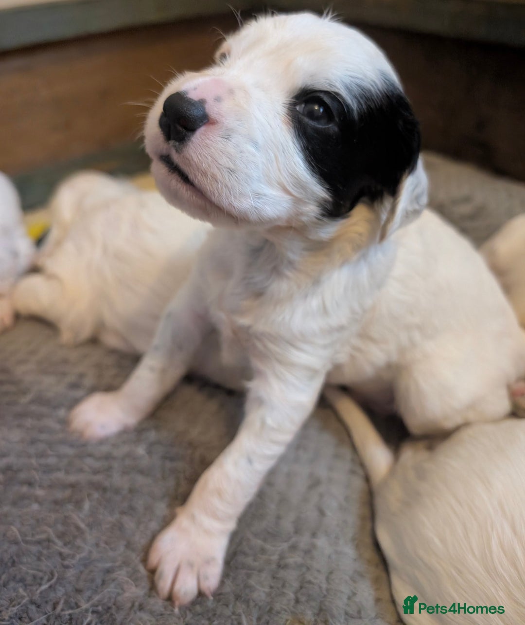 English Setter dogs for sale: English setters - Advert 11