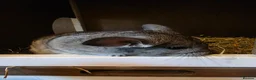 Chinchilla rodents for sale: Cutest baby chinchillas!  - Advert 2