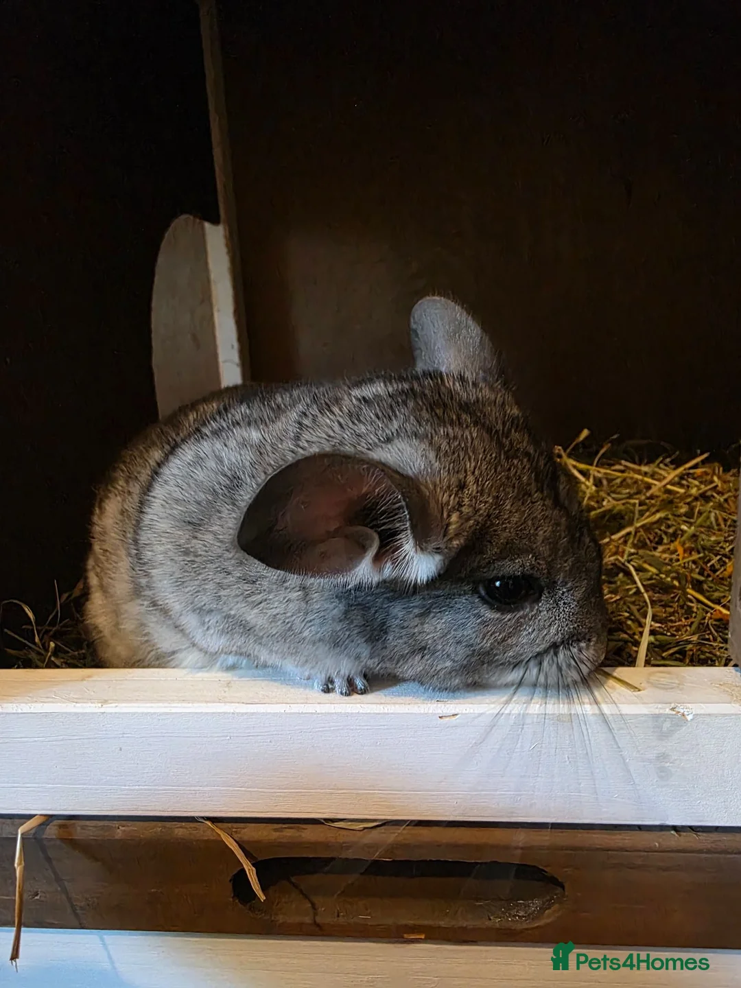 Chinchilla rodents for sale: Cutest baby chinchillas!  - Advert 2