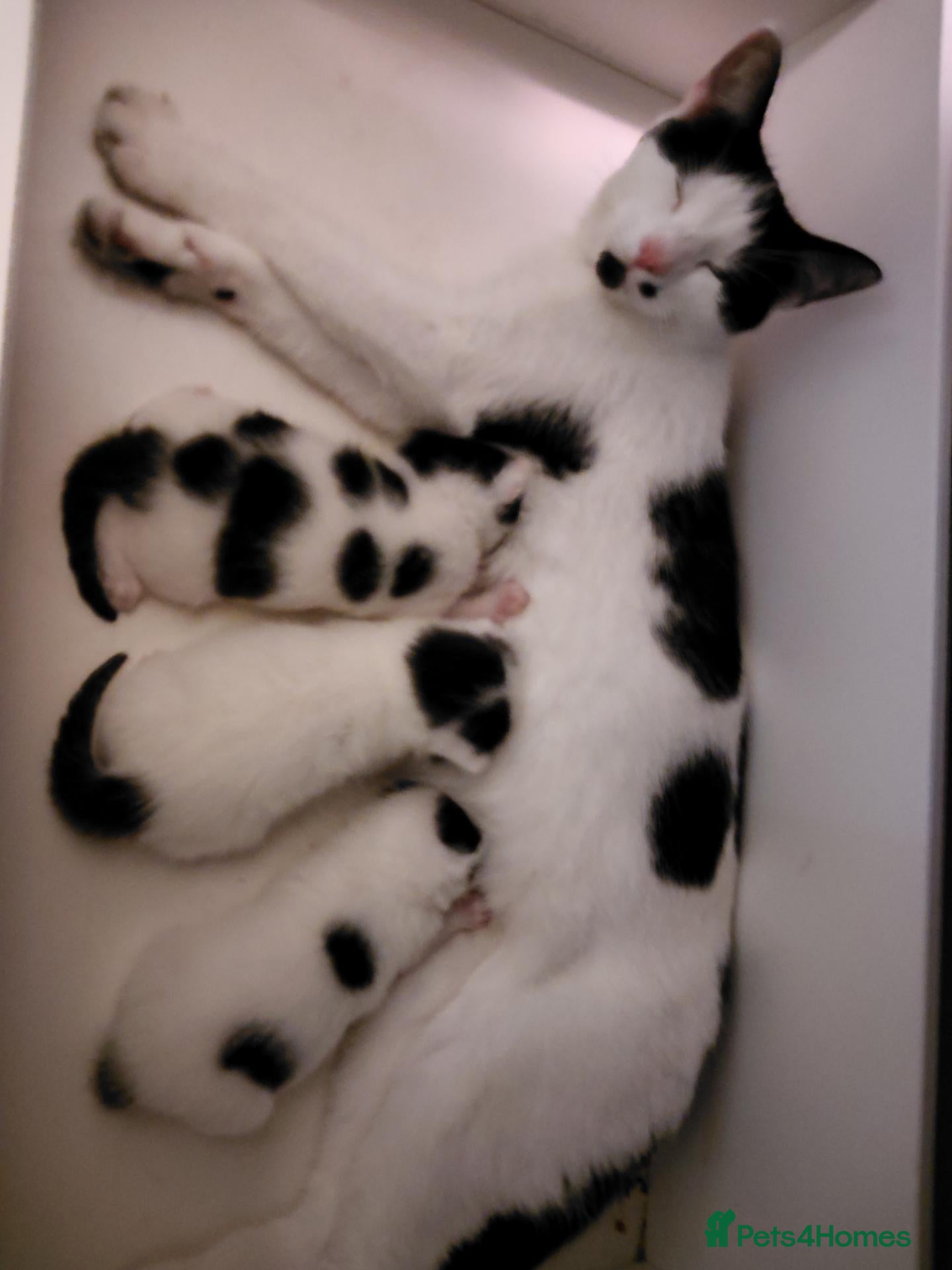 Mixed Breed cats Kittens ready now  - Advert 1