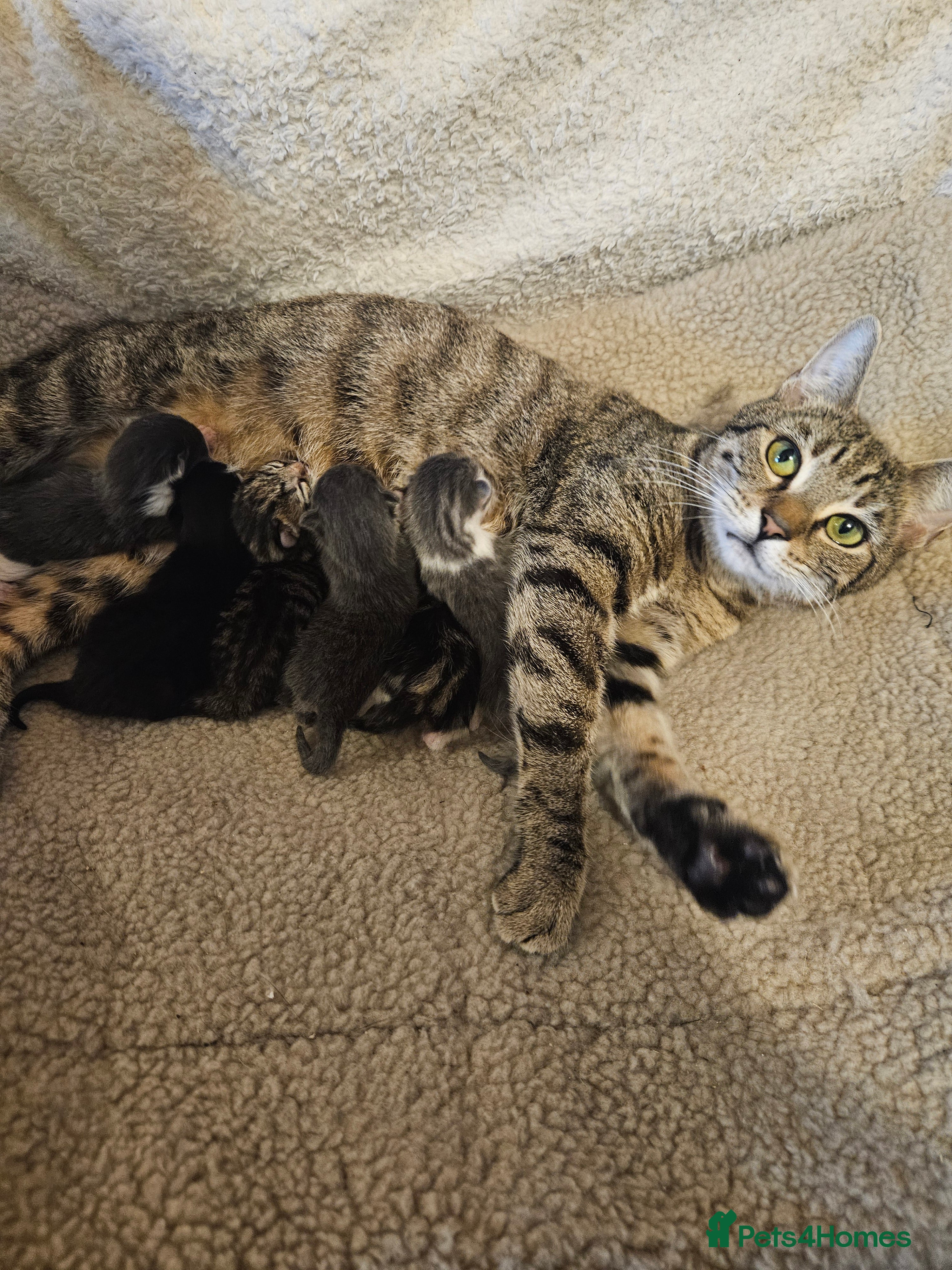 Mixed Breed cats 😍😍Black boy is looking for home🥰🥰 - Advert 1