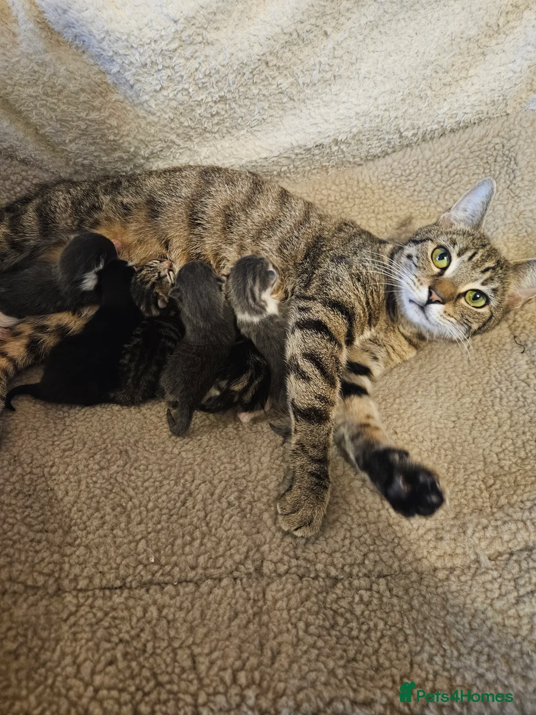 Mixed Breed cats for sale: 😍😍Black boy is looking for home🥰🥰 - Advert 1