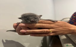 British Shorthair cats for sale: BRITISH SHORT HAIR KITTENS FOR SALE - Image 2