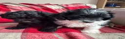 Mixed Breed dogs for sale: Springer-Poo puppies READY NOW. - Advert 3