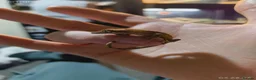 Gecko reptiles for sale: Crested gecko with enclosure  in Newcastle - Advert 4