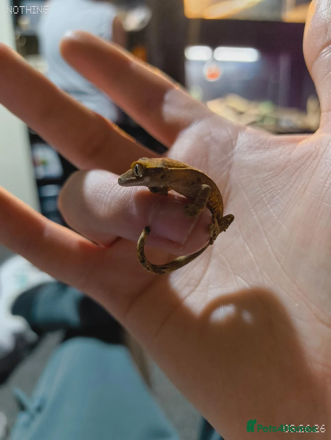 Gecko reptiles for sale: Crested gecko with enclosure  in Newcastle - Advert 4