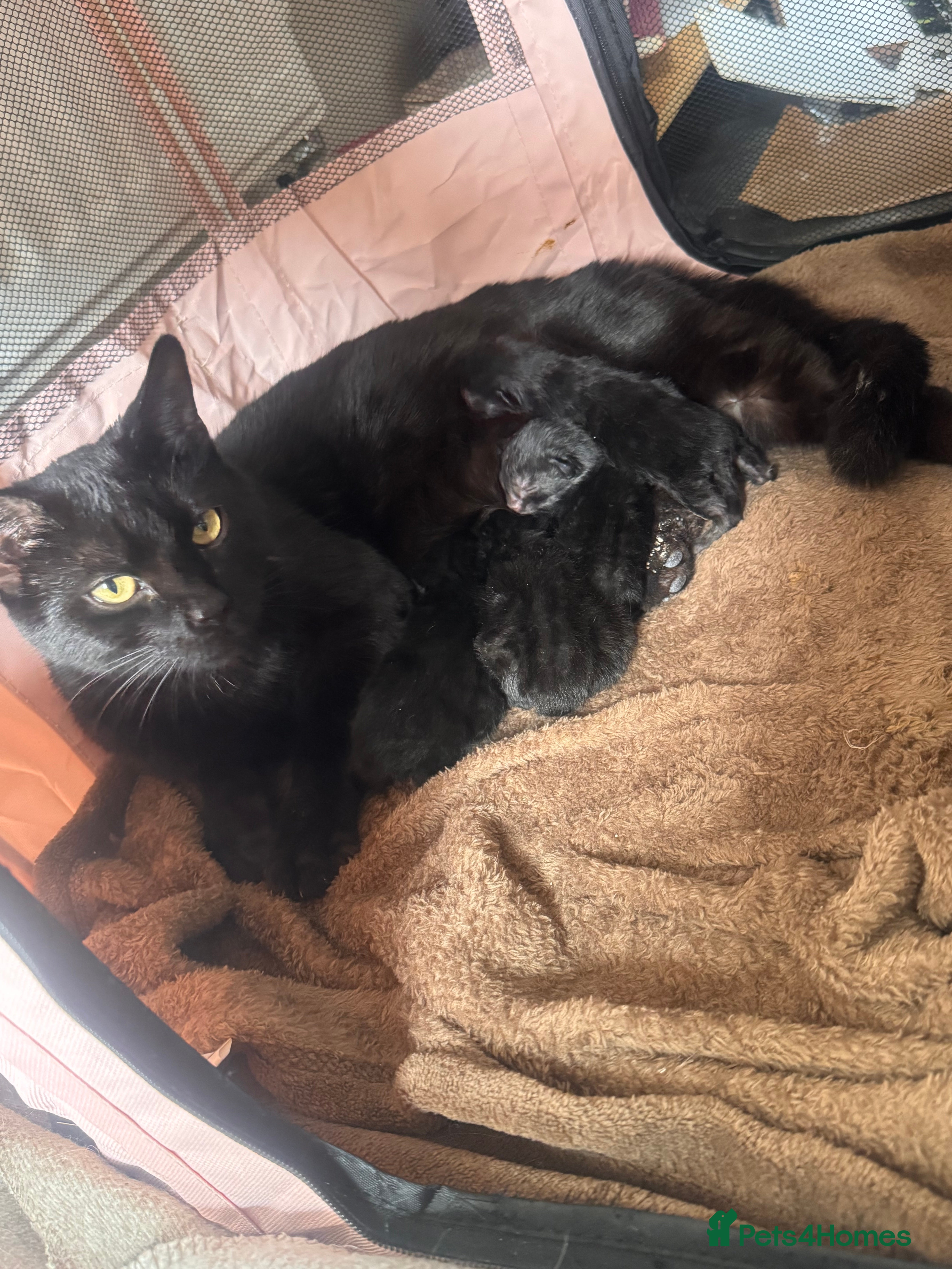 Mixed Breed cats for sale: 4 beautiful kittens ready to leave in 4 weeks - Advert 2
