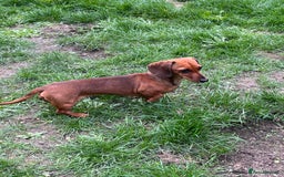 Miniature Dachshund dogs for sale: Miniature Smooth Red Female, petit - Image 2