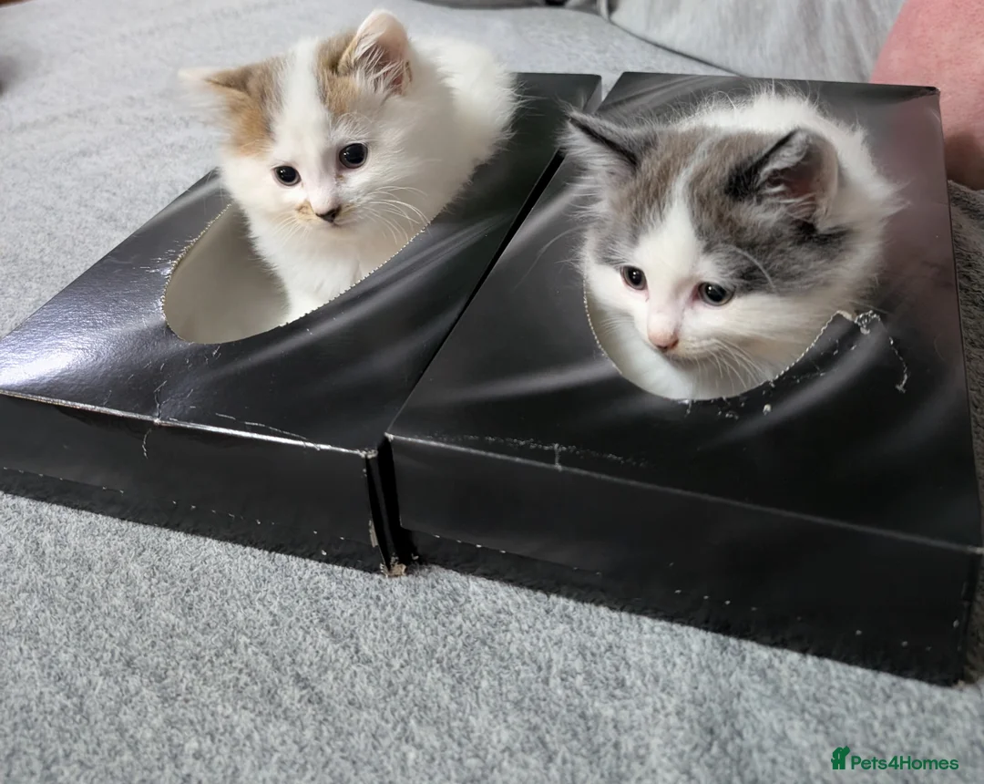 Siberian cats for sale: Siberian crossed kittens  - Advert 4