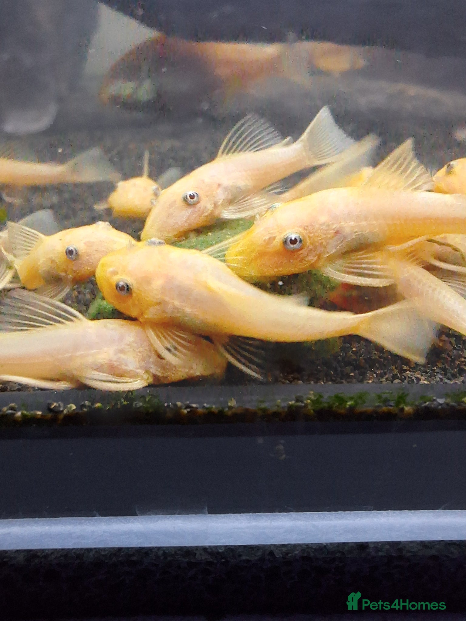 Plecos fish L144 Blue eyed lemon bristlenose pleco  - Advert 1
