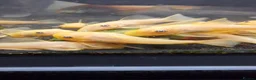 Plecos fish for sale: L144 Blue eyed lemon bristlenose pleco  - Advert 1
