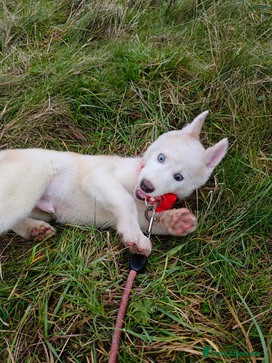 Mixed Breed dogs for sale: husky  - Advert 1