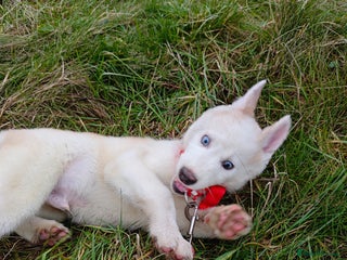 Mixed Breed dogs husky - Advert 4