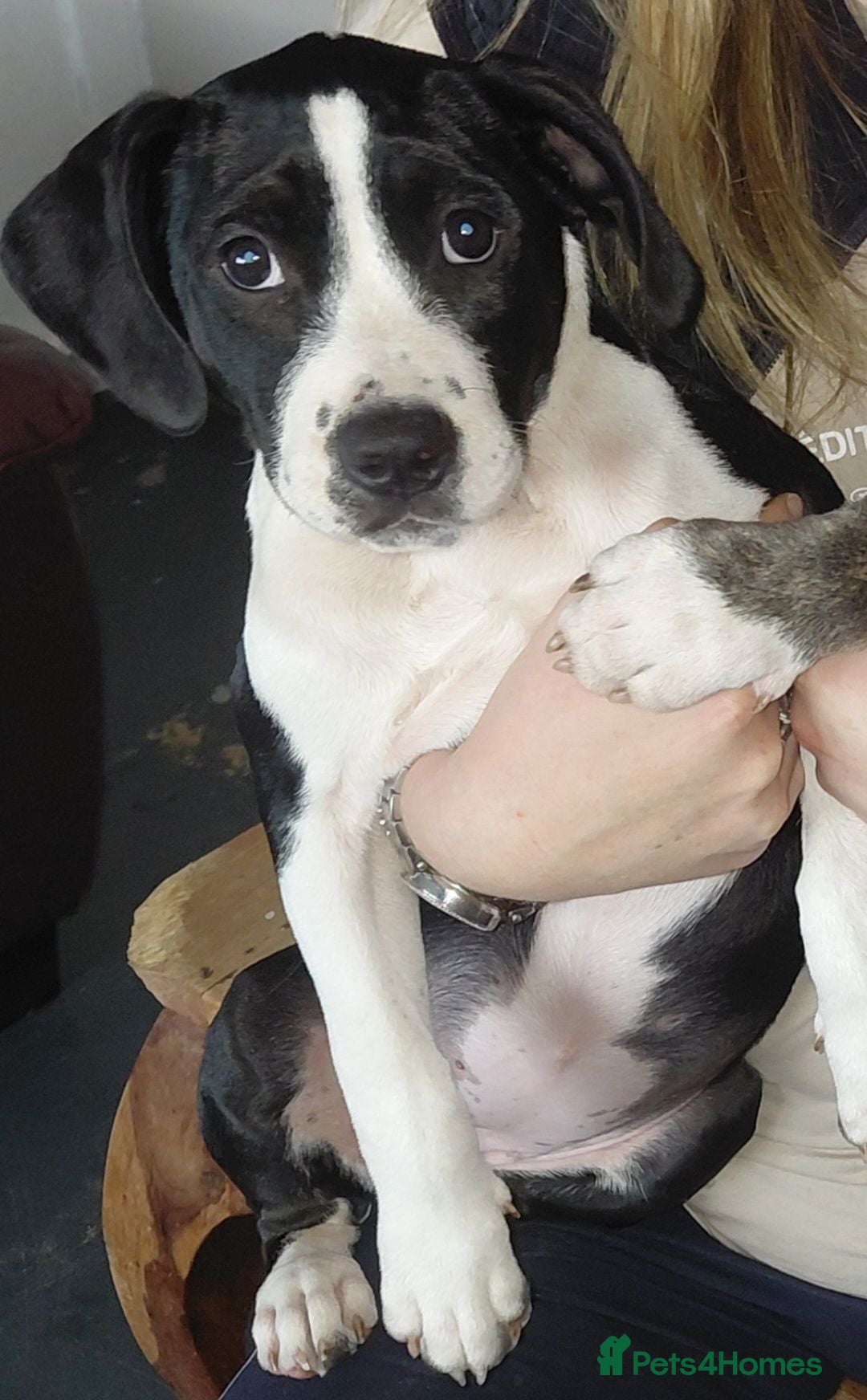 Staffordshire Bull Terrier dogs Blue SOLD black and white girl staffy for sale  - Advert 4