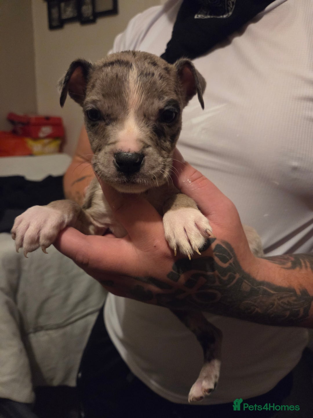 Mixed Breed dogs for sale: Puppies - Advert 9