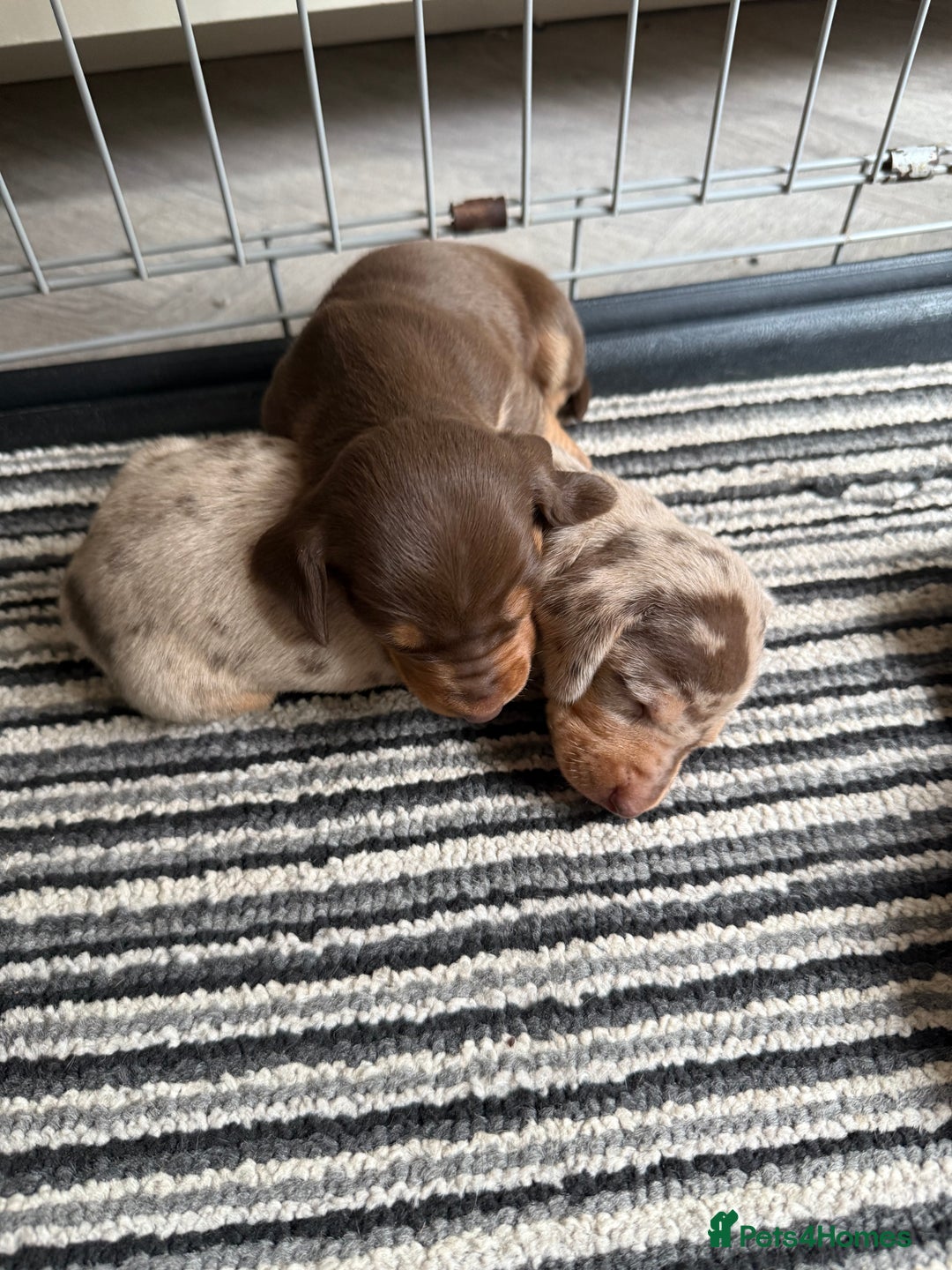 Dachshund dogs for sale: Beautiful litter of dachshund puppy’s  - Image 13