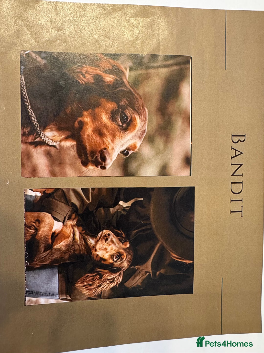 Cocker Spaniel dogs for sale: Cocker Spaniel KC Reg  - Image 11