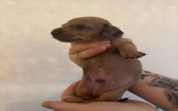 Miniature Dachshund dogs for sale: Miniature dachshund puppies for sale - Image 11