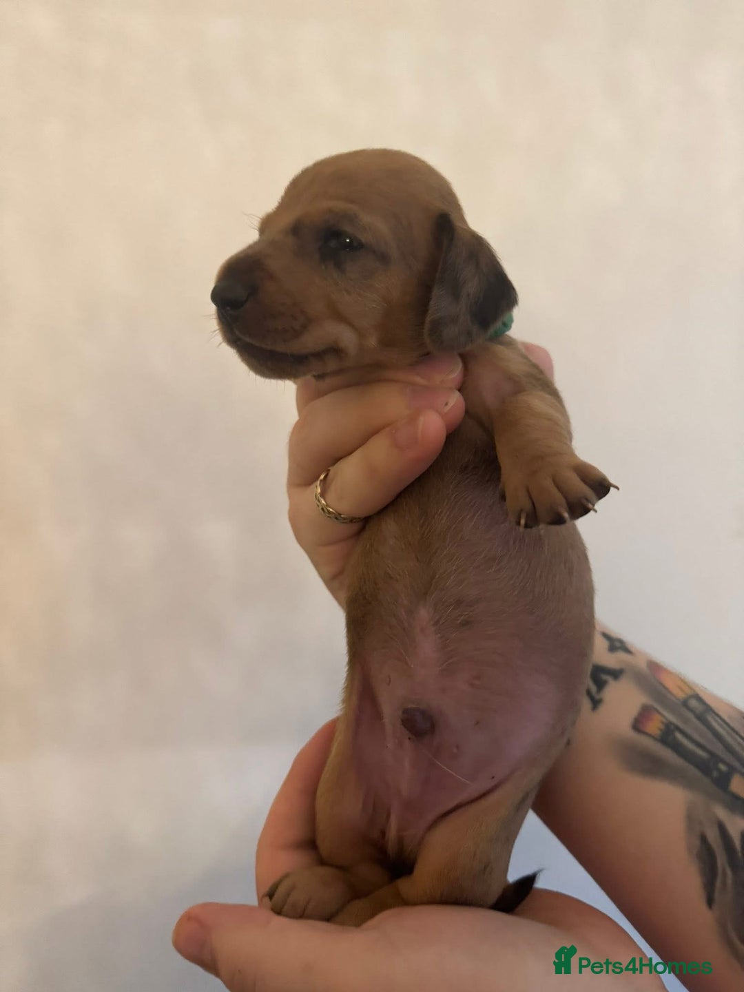 Miniature Dachshund dogs for sale: Miniature dachshund puppies for sale - Image 11