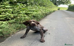 Mixed Breed dogs for sale: Labrador x French Pointer puppies - Image 11