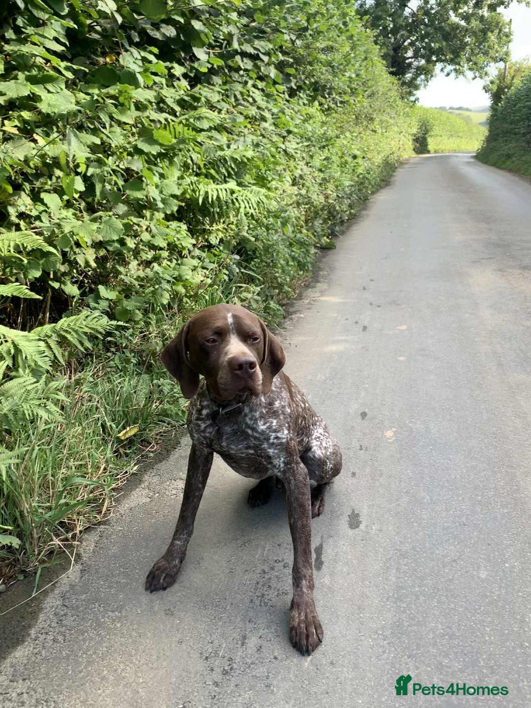 Mixed Breed dogs for sale: Labrador x French Pointer puppies - Image 11
