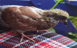 Pigeons birds for sale: Pigeon (Ash Red Check) - [Semi Hand-Raised Baby] - Image 8