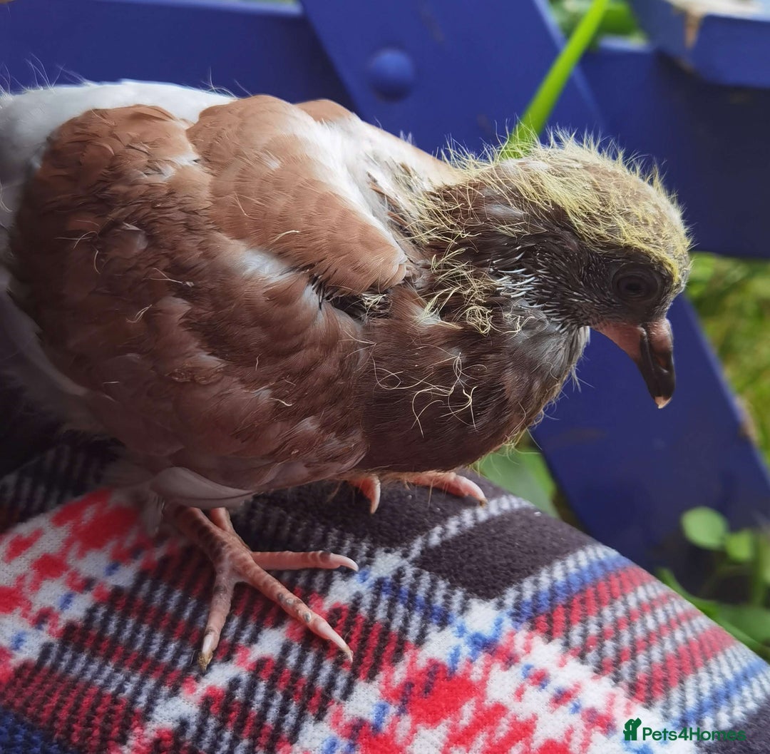 Pigeons birds for sale: Pigeon (Ash Red Check) - [Semi Hand-Raised Baby] - Image 8