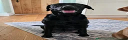 Labrador Retriever dogs for sale: Beautiful Labrador Puppies Ready for Loving Homes in Hull - Advert 1