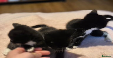 Mixed Breed cats 3 cute kittens for sale - Advert 7