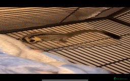 Sugar Glider rodents for sale: Two sugar gliders + large cage  - Image 3
