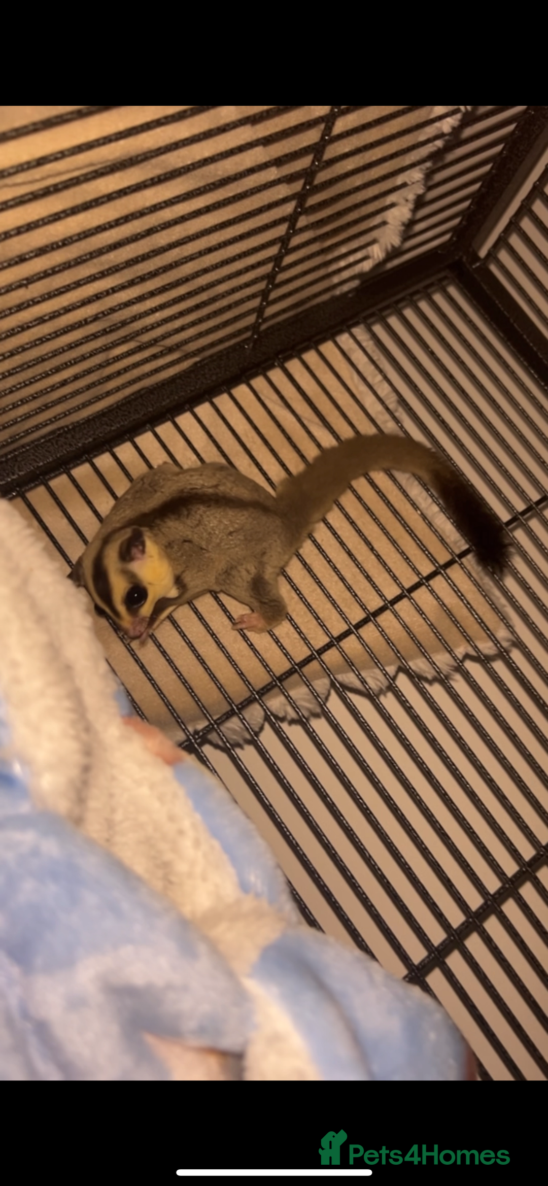 Sugar Glider rodents for sale: Two sugar gliders + large cage  - Image 3
