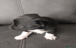Mixed Breed dogs for sale: Pomeranian/terriorx  - Image 1
