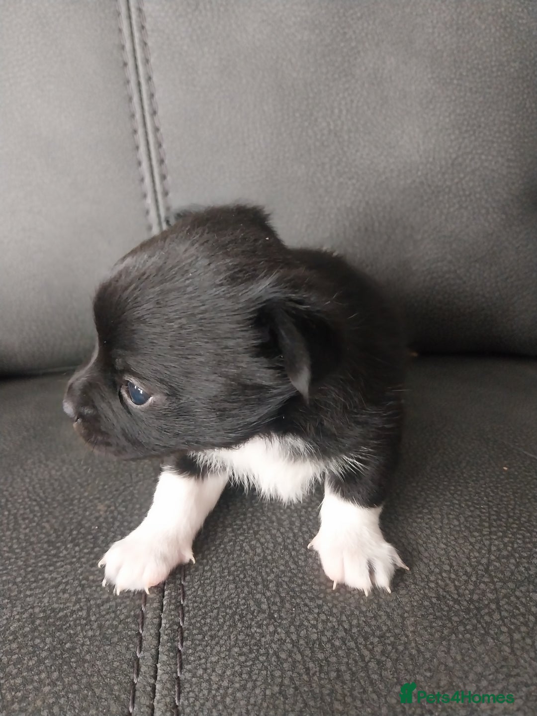 Mixed Breed dogs for sale: Pomeranian/terriorx  - Image 1