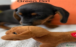 Miniature Dachshund dogs for sale: stunning litter of dachshunds - Image 9