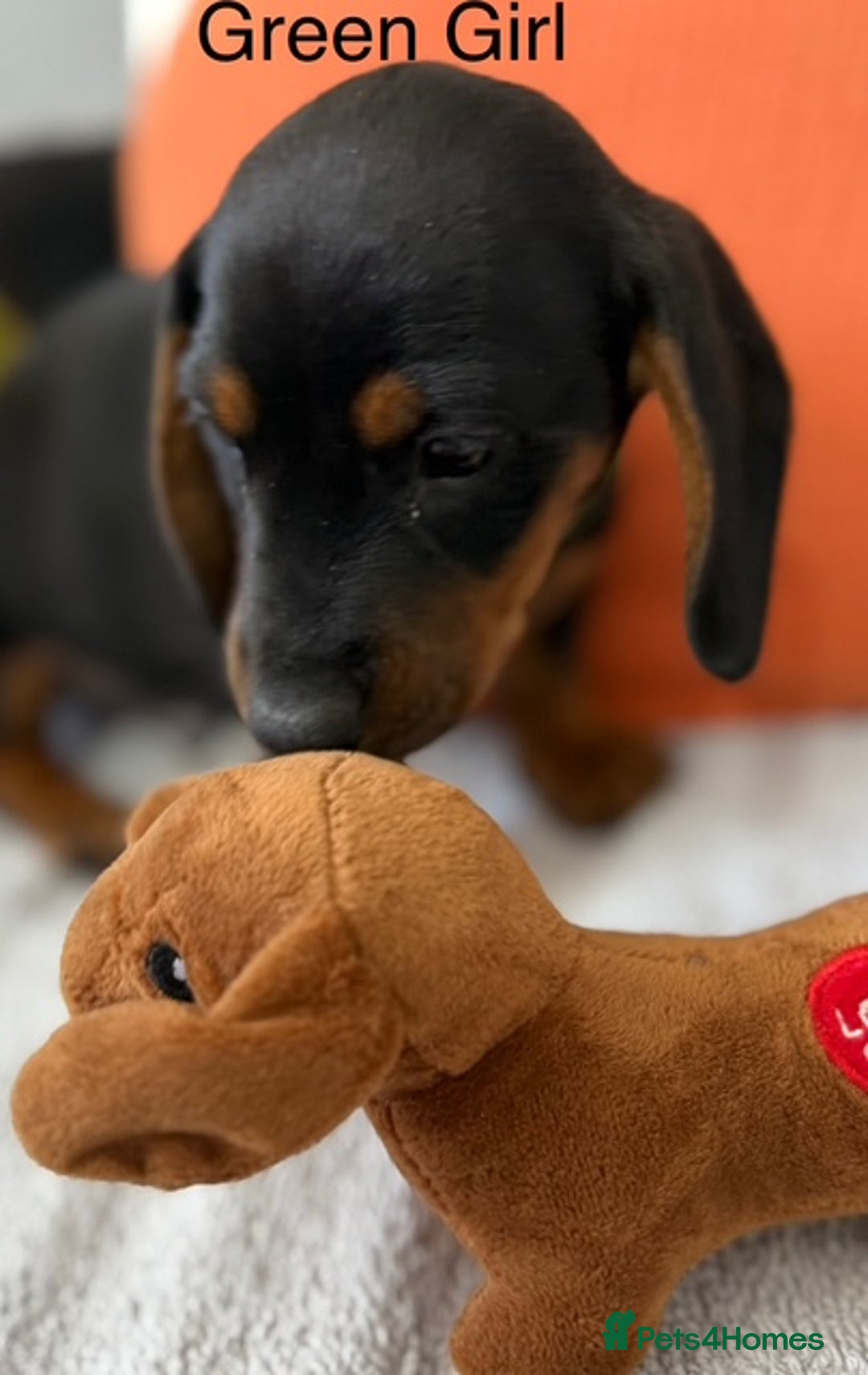 Miniature Dachshund dogs for sale: stunning litter of dachshunds - Image 9