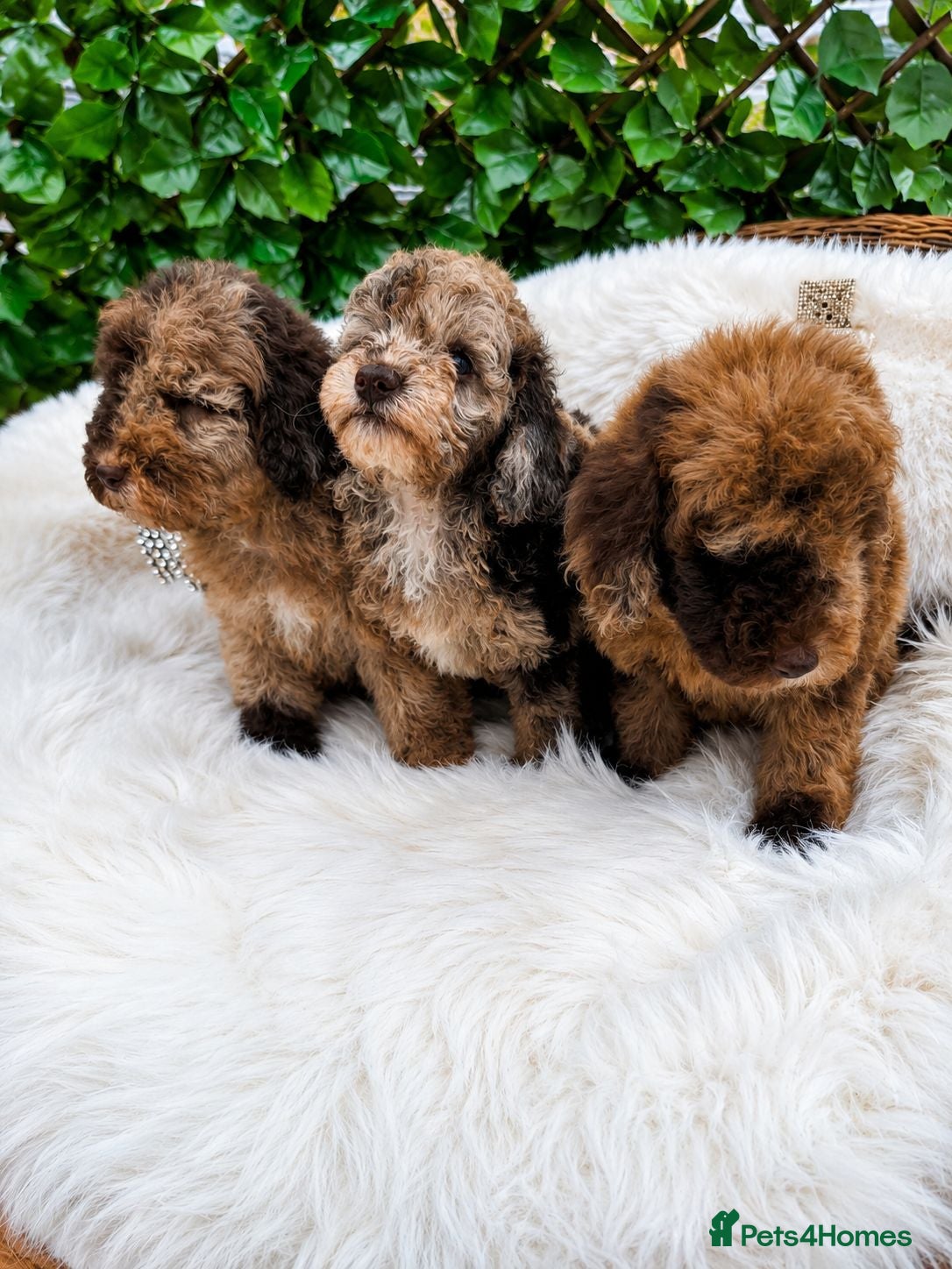 Toy Poodle dogs SUPERB TINY TOY POODLES - Advert 6