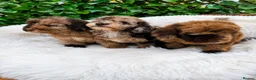 Toy Poodle dogs for sale: SUPERB TINY TOY POODLES - Advert 3