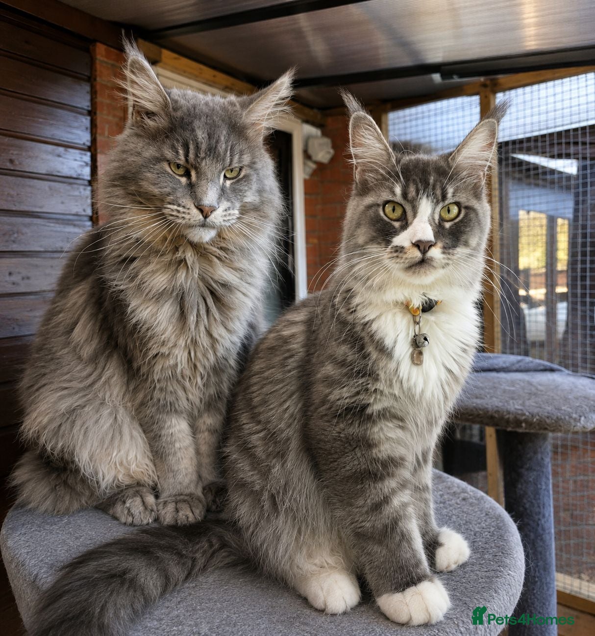 Maine Coon cats ❤️ TICA Registered Maine Coon Kittens Ready Now ❤️ - Advert 1