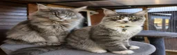 Maine Coon cats for sale: ❤️ TICA Registered Maine Coon Kittens Ready Now ❤️ - Advert 8