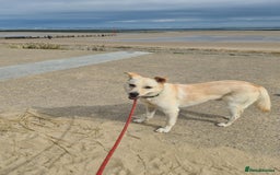 Mixed Breed dogs for adoption: Yellow for adoption - Image 4