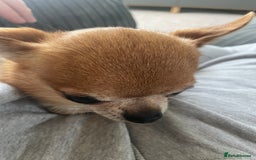 Chihuahua dogs for sale: Miniature chihuahua  - Image 2