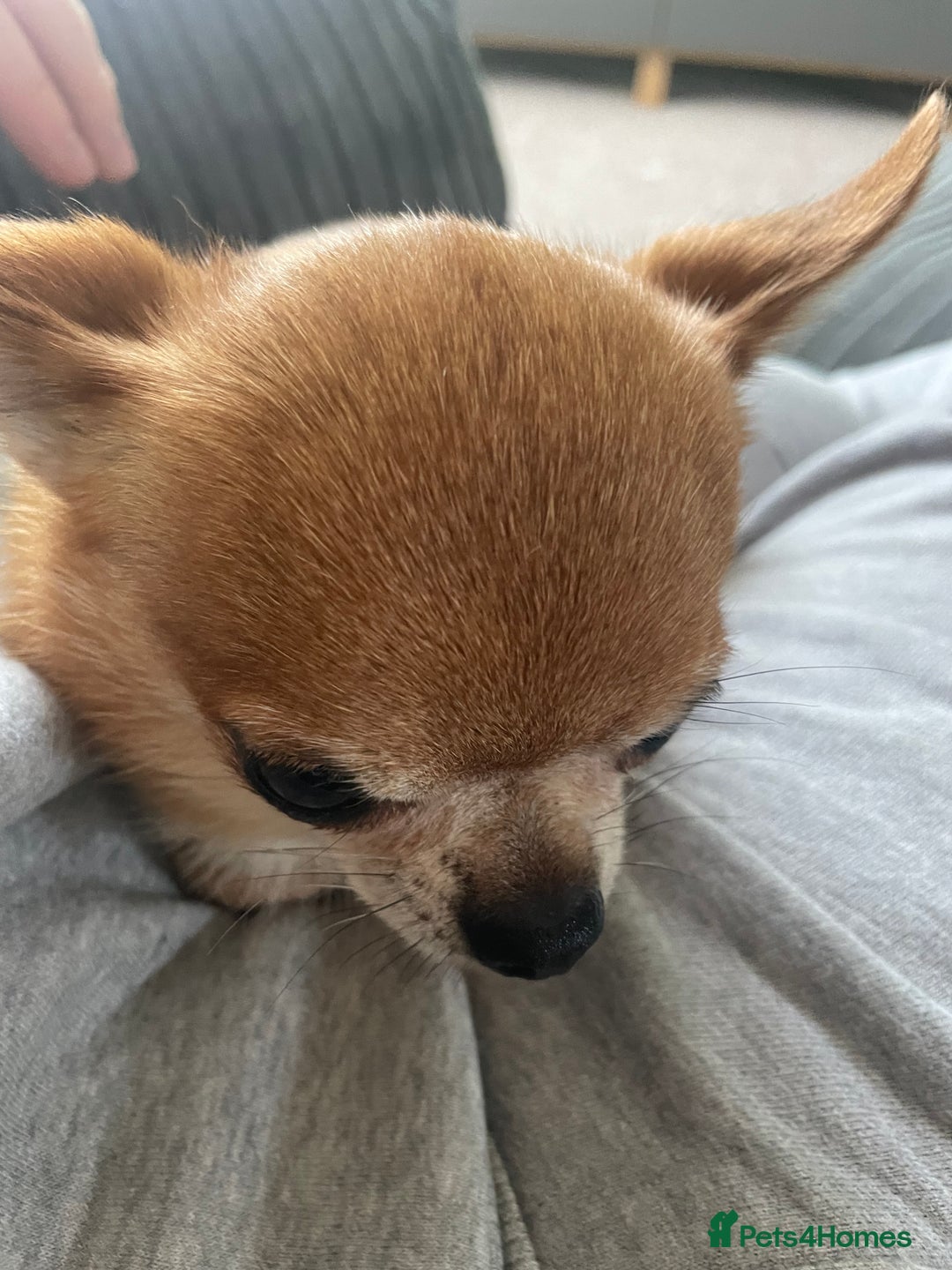 Chihuahua dogs for sale: Miniature chihuahua  - Image 2