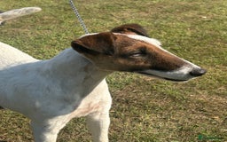 Fox Terrier dogs for sale: Champion Smooth Fox Terrier Bitch to Rehome - Image 4