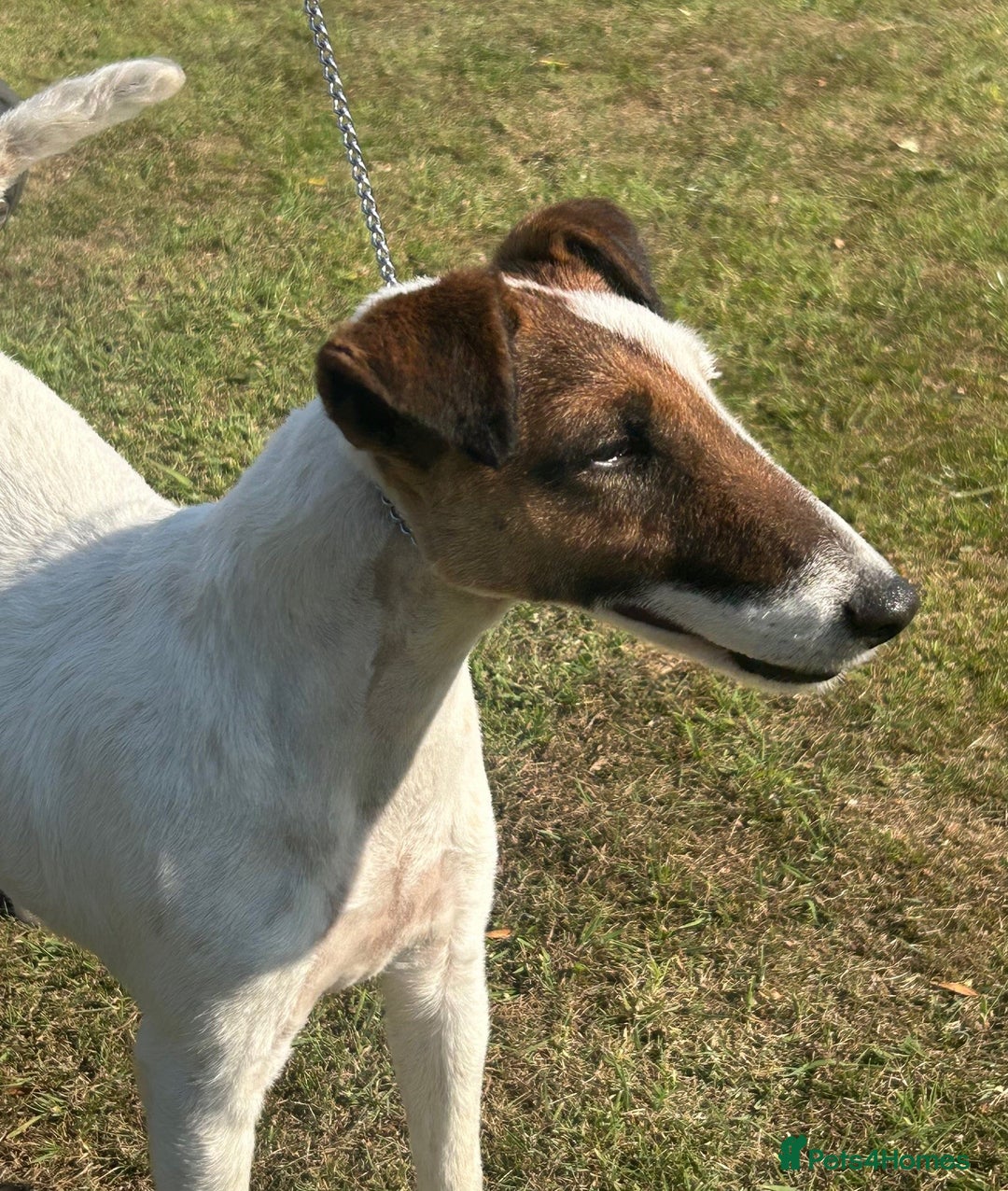 Fox Terrier dogs for sale: Champion Smooth Fox Terrier Bitch to Rehome - Image 4
