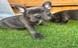 French Bulldog dogs for sale: Frenchies for sale <3 - Image 15