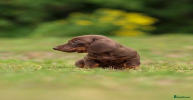 Miniature Dachshund dogs in Crewe - Advert 6