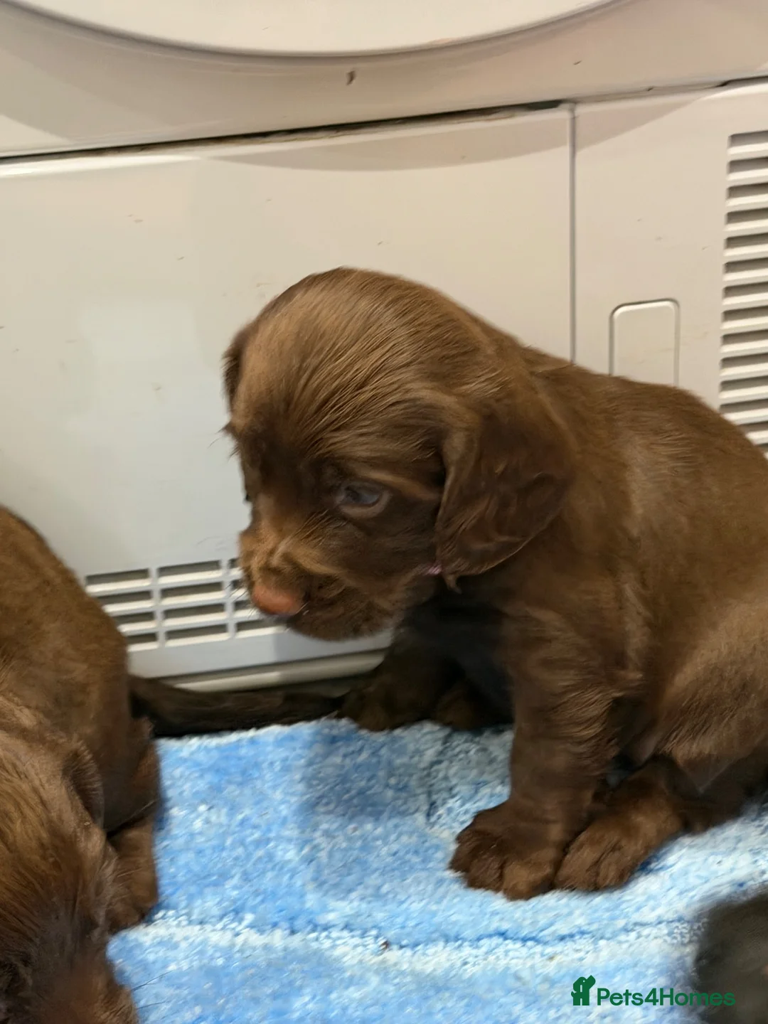 Cocker Spaniel dogs for sale: Cocker spaniel puppies - Advert 20