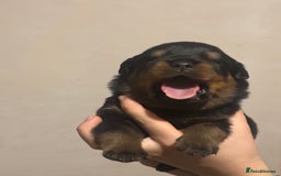 Rottweiler dogs for sale: Rottweiler puppies - Image 1